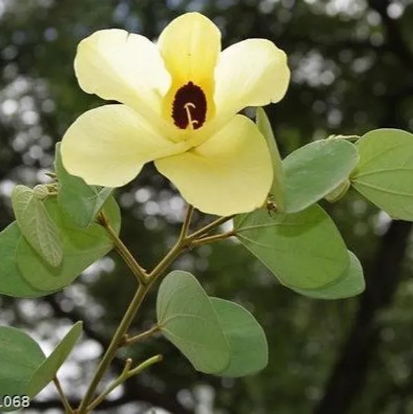 Bauhinia_Acuminata_Kanchan_Flower_Plant_Yellow
