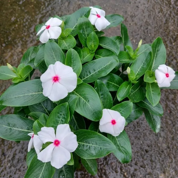 Vinca_Sadabahar_Flower_Plant_Red_Doted