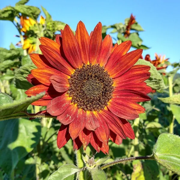 Red_Sunflower_Plant
