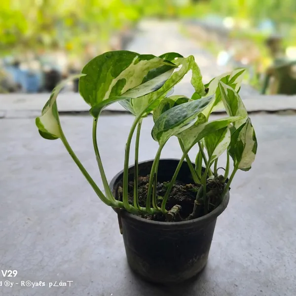 Veigated_Money_Plant