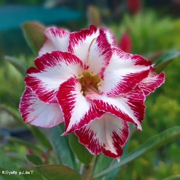 Rosey_Varitey_Adenium_Grafted_Flower_Plant