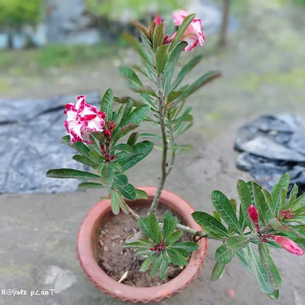 Rosey_Varitey_Adenium_Grafted_Flower_Plant