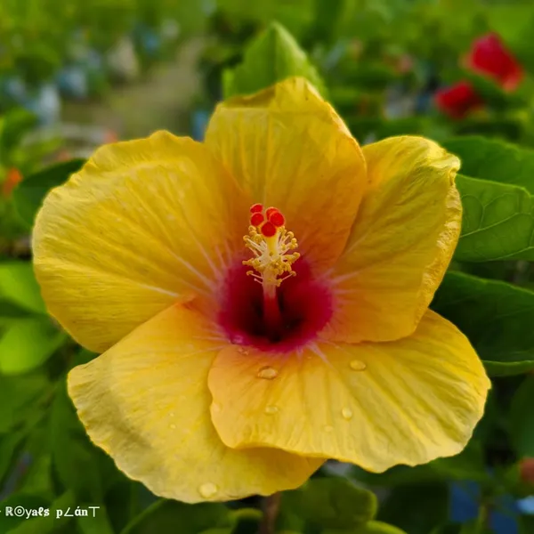 Rosasinensis_Hibiscus_Flower_Plant_Yellow