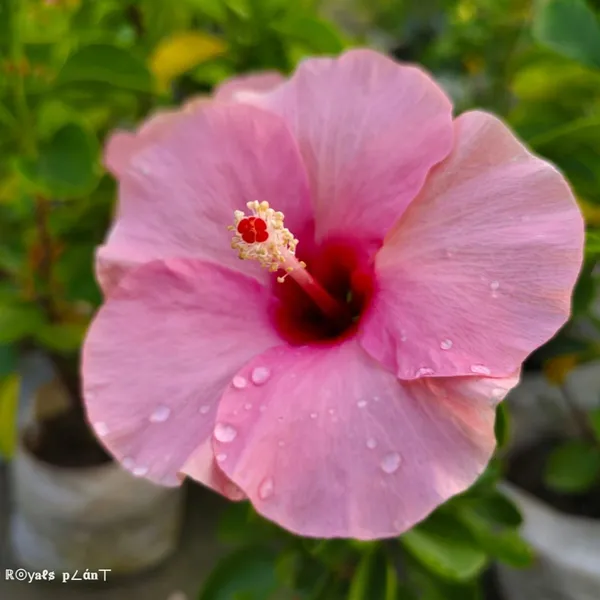 Giant_Luna_Hibiscus_Flower_Plant_Pink