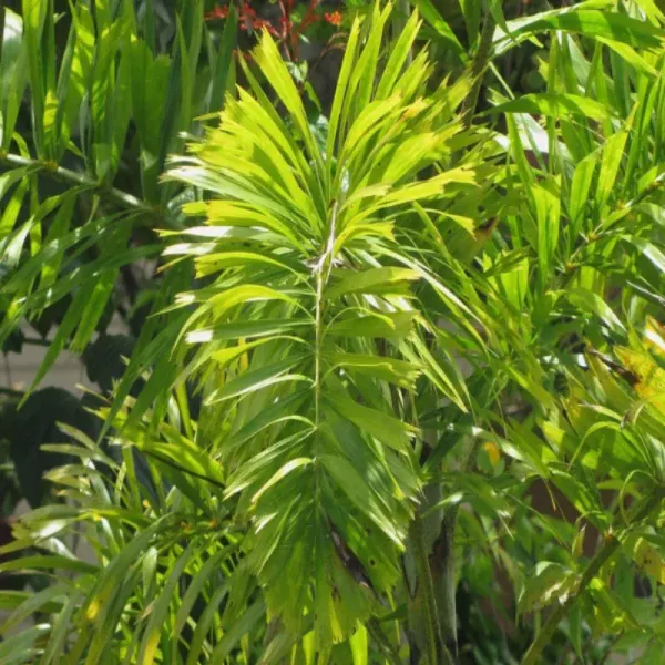 Foxtail_Plam_(Wodyetia_Bifurcata)_Plant