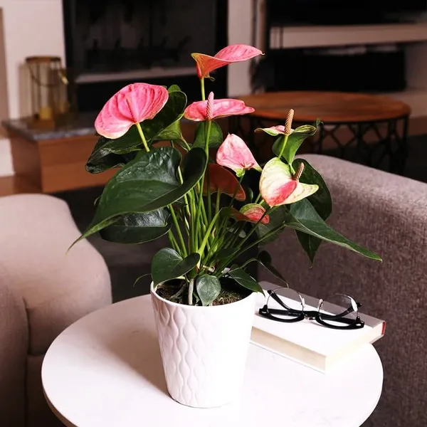 Anthurium_Andreanum_Gift_Plant_Pink