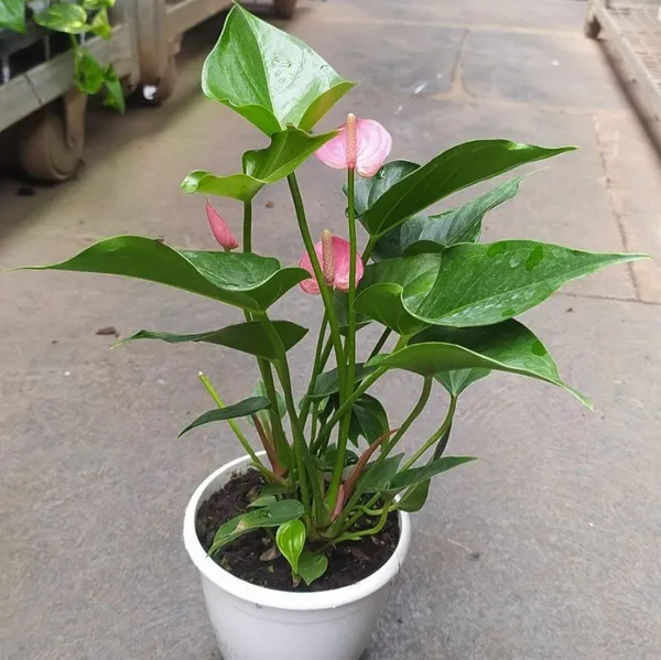 Anthurium_Andreanum_Gift_Plant_Pink