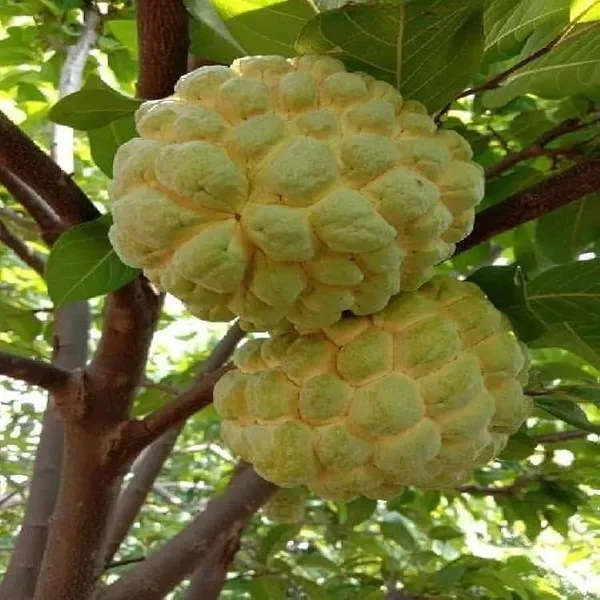 Golden_Custard_Apple_Grafted_&_Hybrid_Fruit_Plant