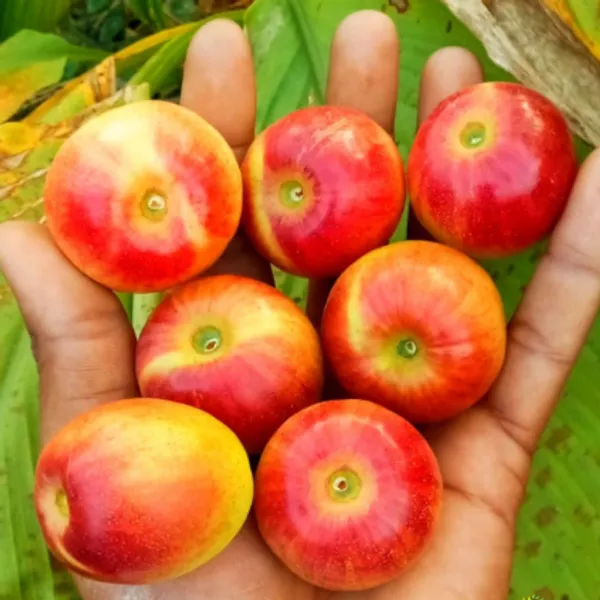 Miss_India_Apple_Ber_Grafted_Fruit_Plant