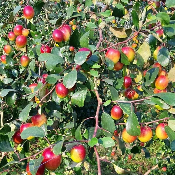 Miss_India_Apple_Ber_Grafted_Fruit_Plant