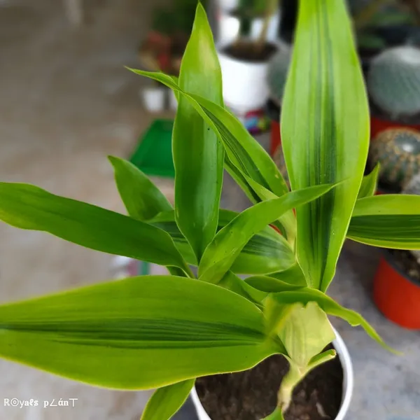Lucky_Bumboo_Live_Plant