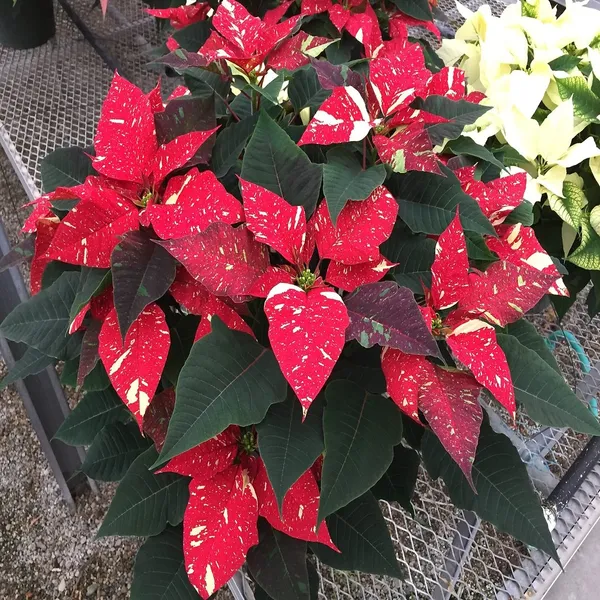 Verigated_Poinsettias_Pata_Bahari_Plant