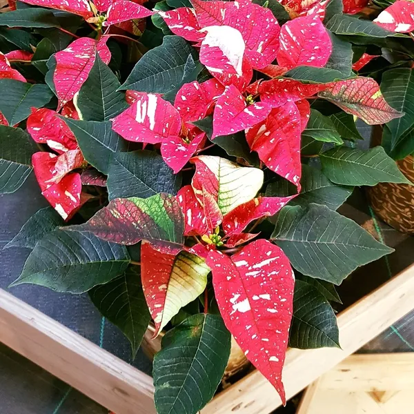 Verigated_Poinsettias_Pata_Bahari_Plant