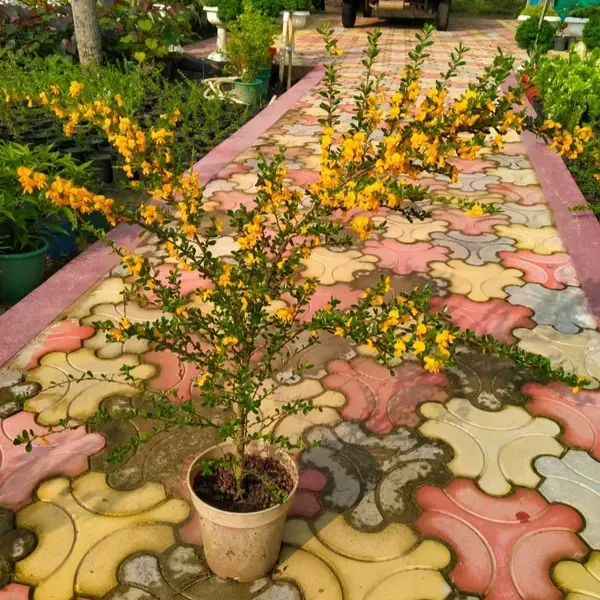 Yellow_Blue_Bell_Bonsai_Plant