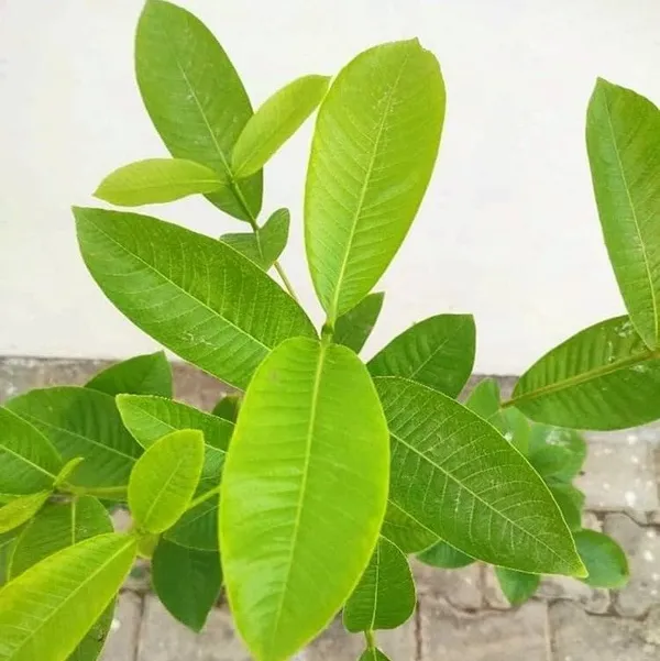 Hing_Mediclinal_Live_Plant_(Asafoetida)