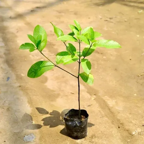Hing_Mediclinal_Live_Plant_(Asafoetida)