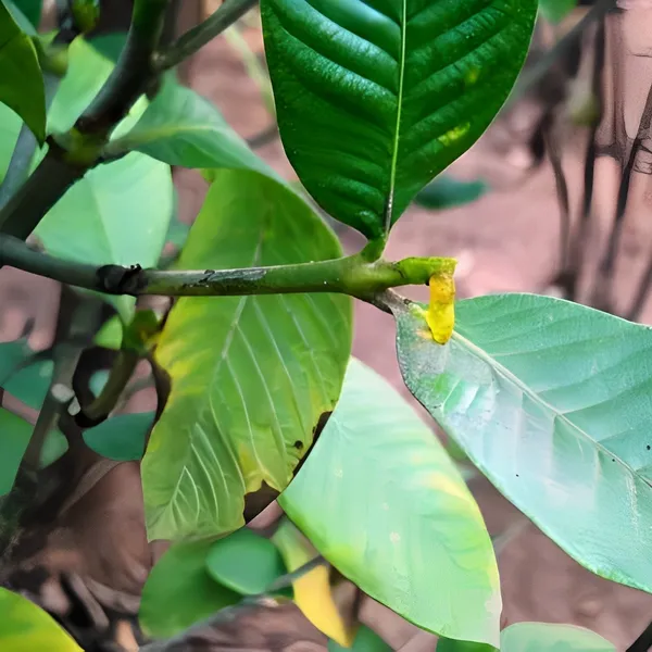 Hing_Mediclinal_Live_Plant_(Asafoetida)