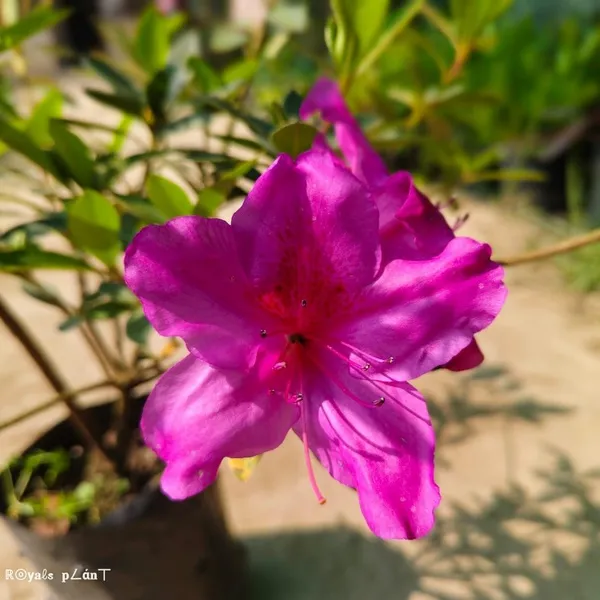 Azalea_Flower_Plant_Purple_Purple