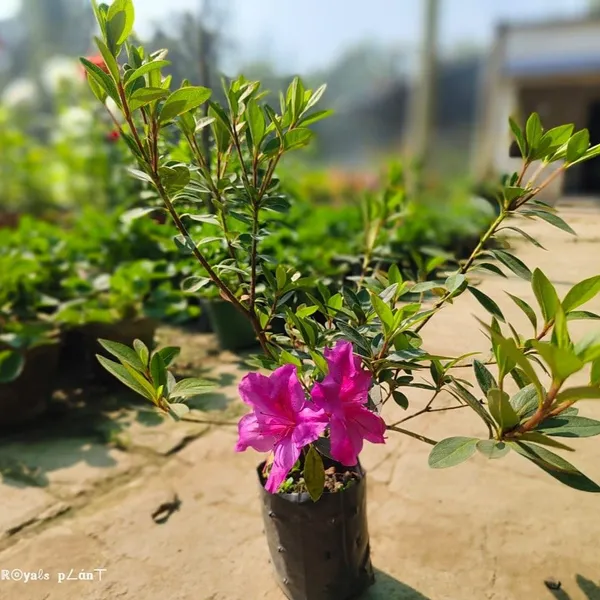 Azalea_Flower_Plant_Purple_Purple