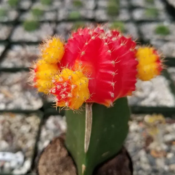 Verigated_Grafted_Moon_Cactus_Live_Plant