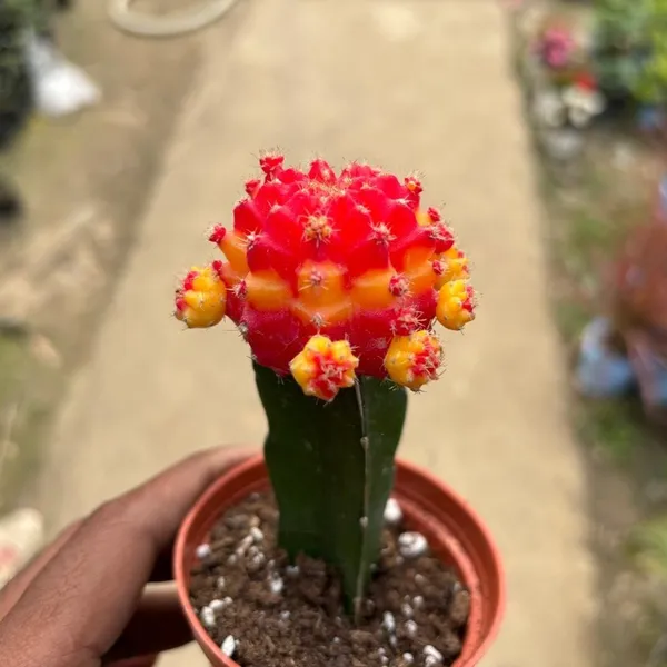 Verigated_Grafted_Moon_Cactus_Live_Plant