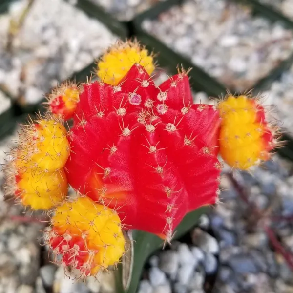 Verigated_Grafted_Moon_Cactus_Live_Plant