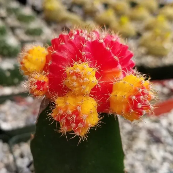 Verigated_Grafted_Moon_Cactus_Live_Plant