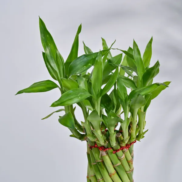 Lucky_Wheel_Bumboo_Live_Plant