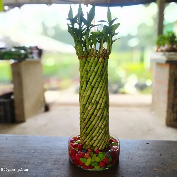 Lucky_Wheel_Bumboo_Live_Plant