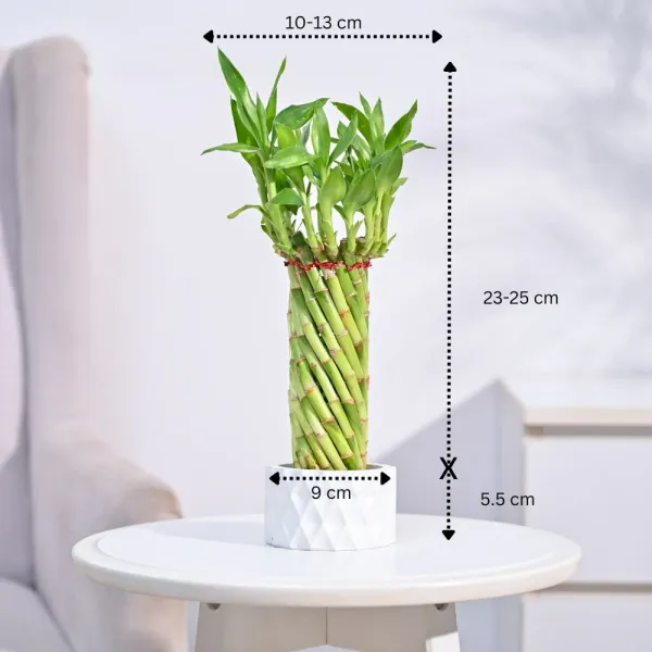 Lucky_Wheel_Bumboo_Live_Plant
