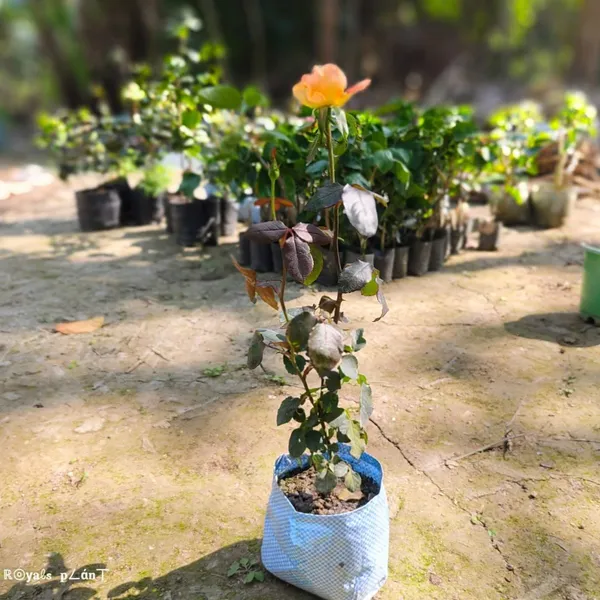 Abracadabra_Rose_Flower_Plant