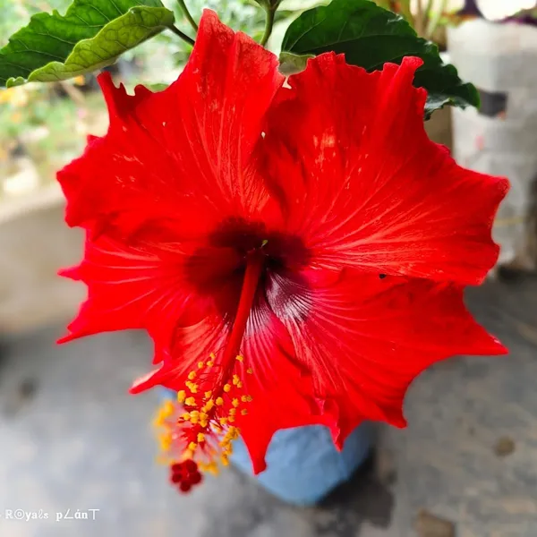 American_Varitey_Grafted_Hibiscus_Flower_Plant
