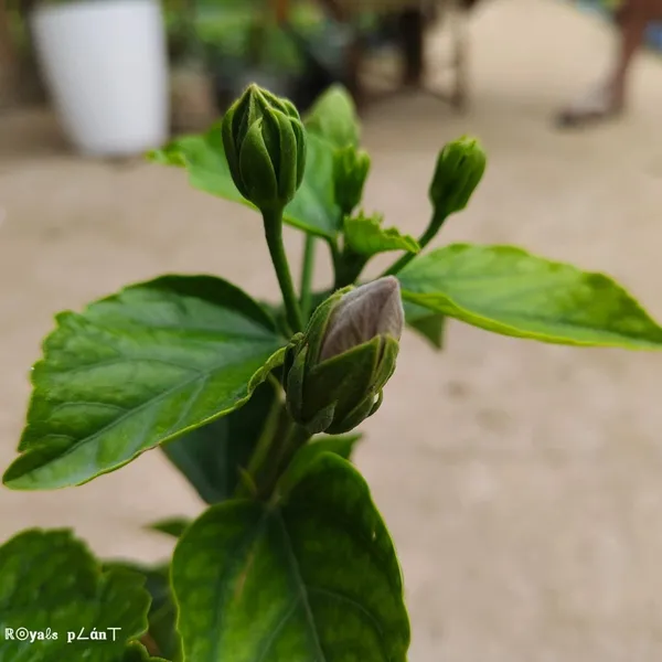 American_Varitey_Grafted_Hibiscus_Flower_Plant