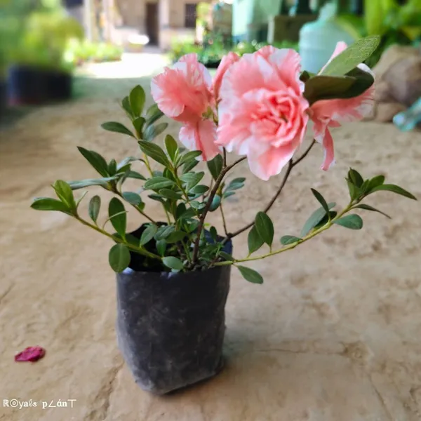 Verigated_Azalea_Flower_Plant