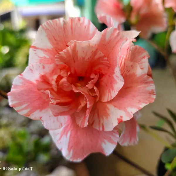 Verigated_Azalea_Flower_Plant