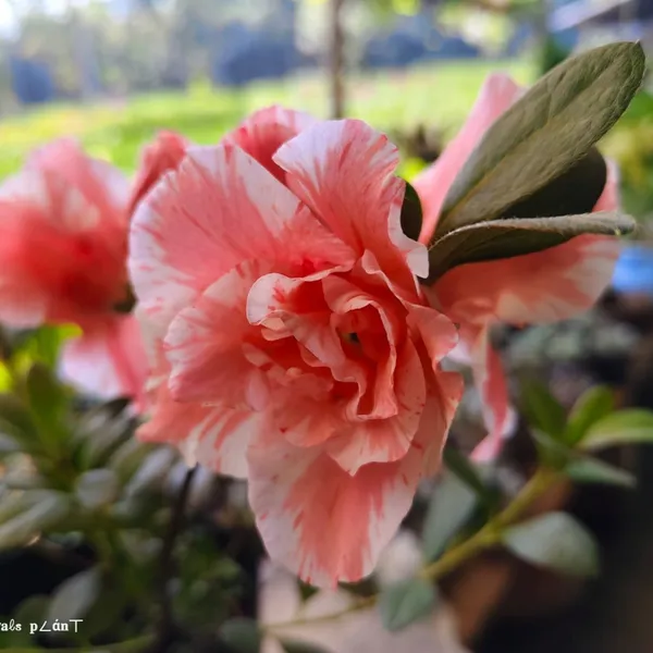 Verigated_Azalea_Flower_Plant
