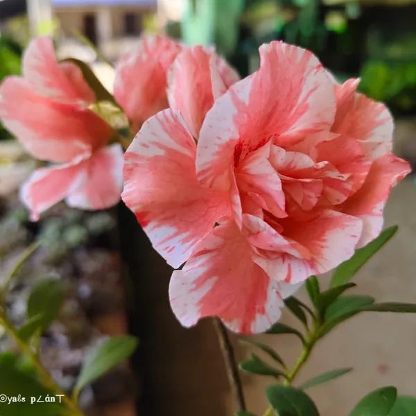 Verigated_Azalea_Flower_Plant