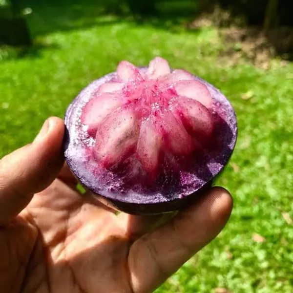 Purple_Milk_Fruit_Star_Apple_Grafted_&_Hybrid_Fruit_Plant