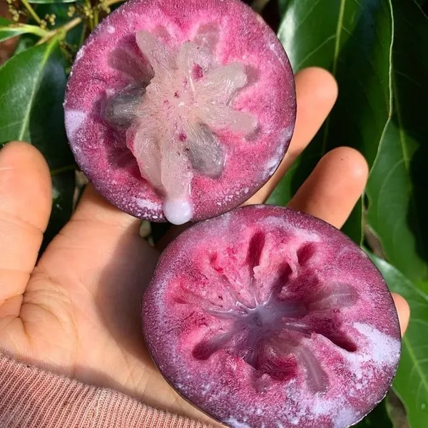 Purple_Milk_Fruit_Star_Apple_Grafted_&_Hybrid_Fruit_Plant