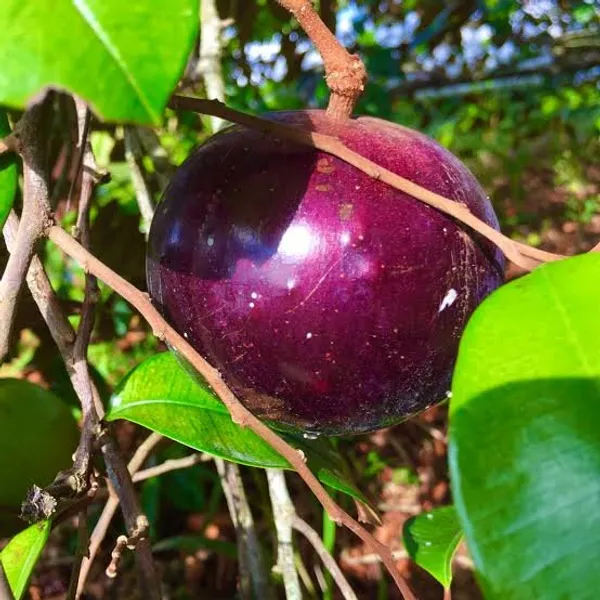 Purple_Milk_Fruit_Star_Apple_Grafted_&_Hybrid_Fruit_Plant