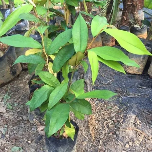 Purple_Milk_Fruit_Star_Apple_Grafted_&_Hybrid_Fruit_Plant