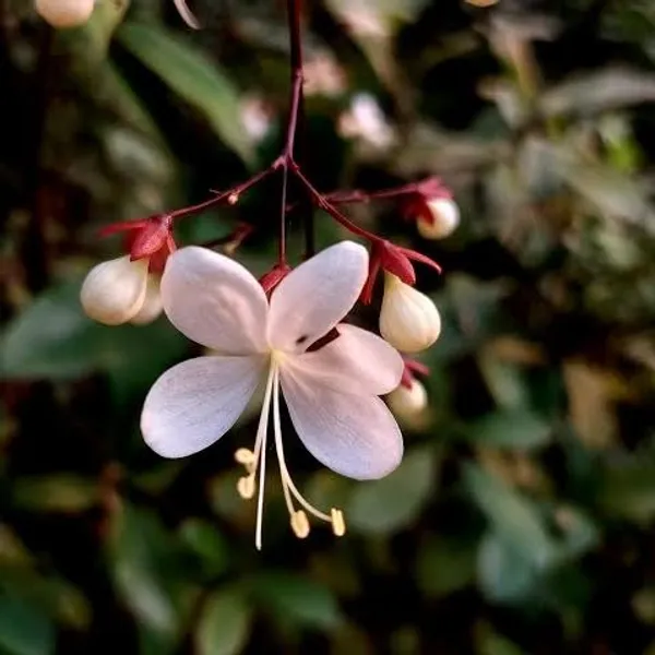 Chain_Of_Golory_Flower_Plant