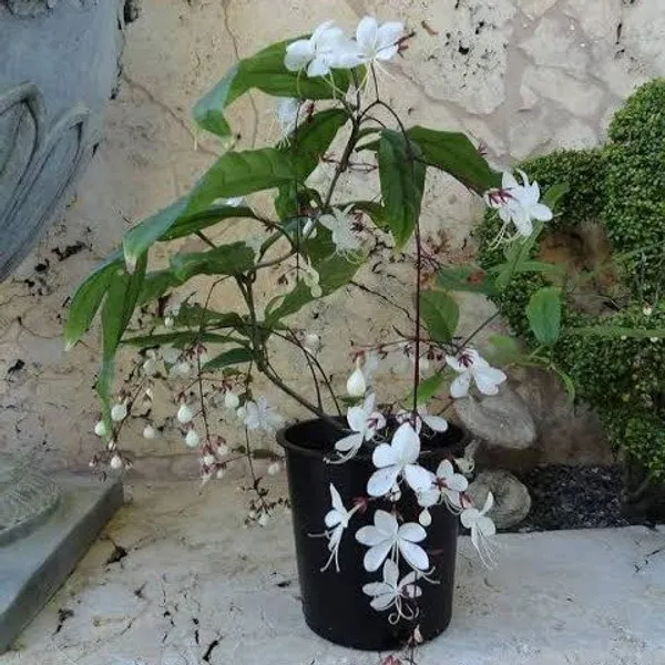 Chain_Of_Golory_Flower_Plant