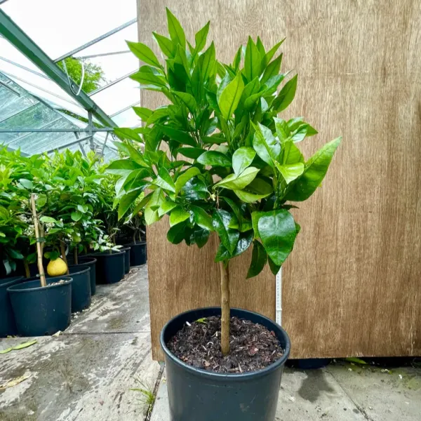 Citrus_Sinensis_'Sanguinello'_Blood_Orange_Grafted_Fruit_Plant