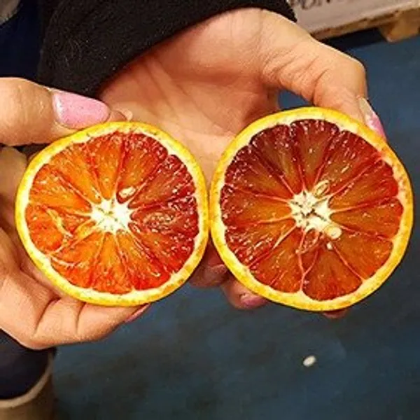 Citrus_Sinensis_'Sanguinello'_Blood_Orange_Grafted_Fruit_Plant