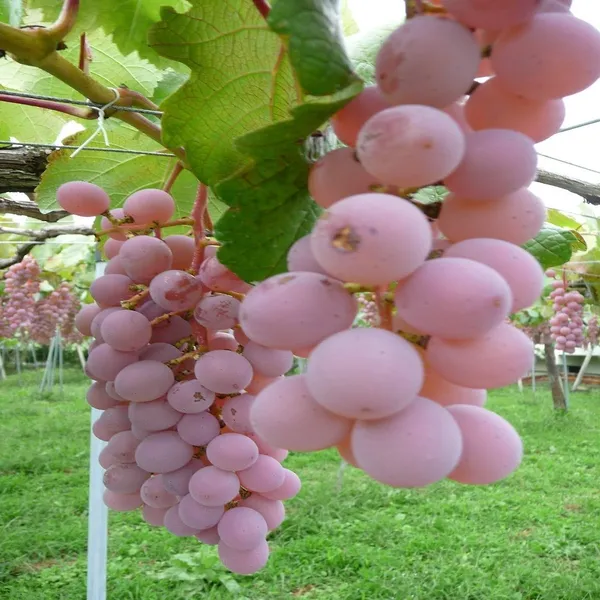Dwarf_Varitey_Hot_Climate_Pink_Grapes_Fruit_Plant
