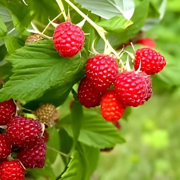 Raspberry_Hybrid_Fruit_Plant_Red