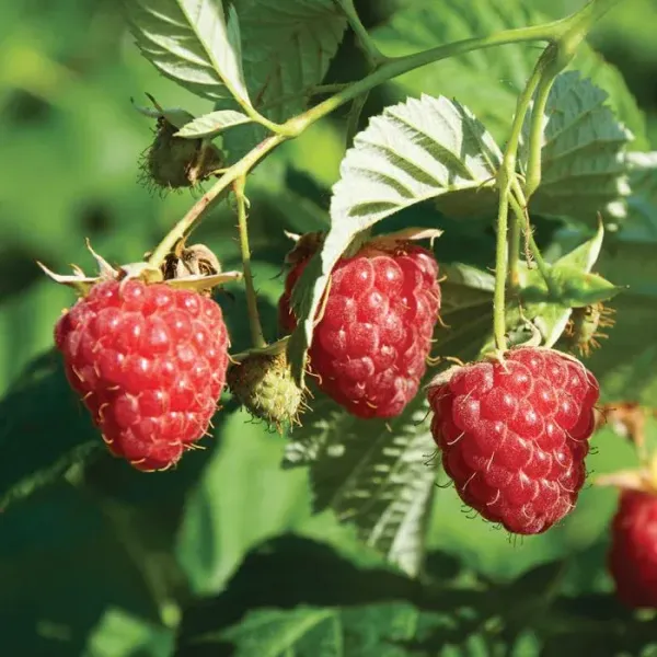 Raspberry_Hybrid_Fruit_Plant_Red