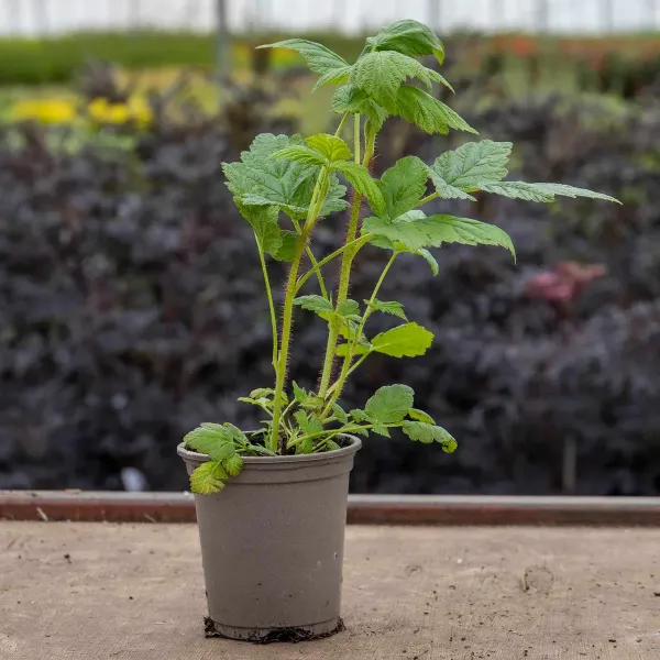 Raspberry_Hybrid_Fruit_Plant_Red