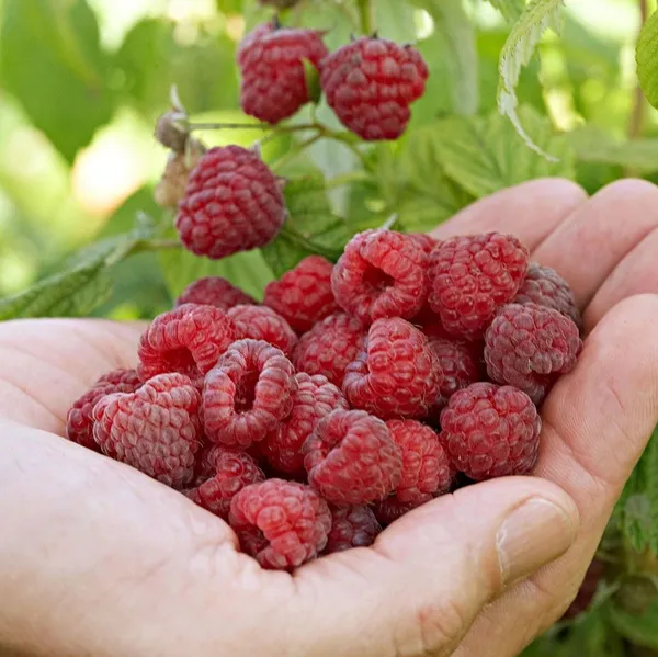 Raspberry_Hybrid_Fruit_Plant_Red